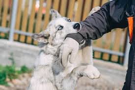 mesothelioma is a rare and deadly form of cancer that affects the lining of the lungs or abdomen. What Are The Main Causes Of Dog Bites Pintas Mullins Law Firm