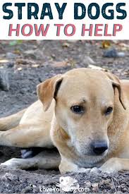 Stray Dogs How To Help And Handle A Street Canine Video Video In 2020 Dogs Shelter Dogs Dog Adoption