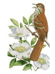 Counted cross stitch patterns of humming birds,eagles,cockatoos,owls and other birds. 50 Cross Stitch Projects State Birds And Flowers Ideas State Birds Cross Stitch Stitch Projects
