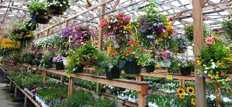 Maybe you would like to learn more about one of these? Hanging Baskets Containers Port Kells Nurseries