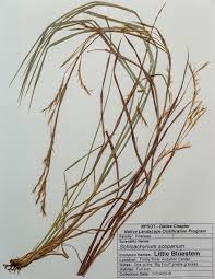 Image result for Schizachyrium jeffreysii