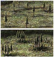Silviculture Systems In B C