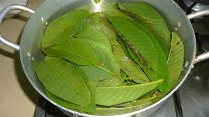 Cara ini bisa dicoba untuk berbagai jenis pohon buah seperti, jambu biji, jambu air, belimbing, mangga, dan sebagainya. Meski Pahit Daun Jambu Biji Punya 11 Khasiat Besar Health Liputan6 Com