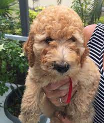 This Moyen Poodle Puppy Looks So Cute I Love How Curly The Fur On Its Face Is It Is Also Cool That There Are Only Patches An Moyen Poodle Poodle Puppy