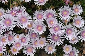 Image result for Delosperma spp.