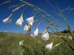 Image result for Dierama cupuliflorum