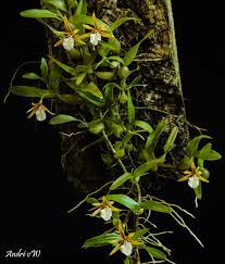 Plants grow in cool to warm conditions and can be grown in fine size fir bark with perlite. Dinema Polybulbon Orchids Forum