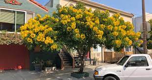 Cassia leptophylla (gold medallion tree). Twitter à¤ªà¤° Friends Urban Forest The Gold Medallion Tree Cassia Leptophylla Has A Stunning Display Of Yellow Flowers In Summer Followed By Large Brown Seedpods This Fast Growing Brazilian Species Attains Medium Height