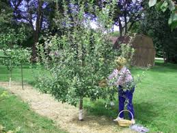 An excellent choice for home orchardists, the rootstock produces a tree about half the size of standard and it has shown excellent results when grown in heavy soils. Growing Apples Pears And Asian Pears Backyard Gardening The Old Farmer S Almanac