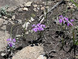 Image result for Moraea elliotii