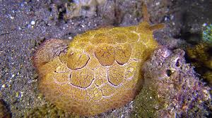 Image result for Pleioceras gilletii