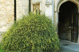 Image result for Jasminum nudiflorum