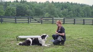 Maybe you would like to learn more about one of these? Dog Tales Rescue And Sanctuary Home Facebook