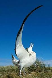 Albatroz Albatroz Passaros