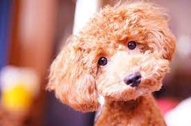 Are Toy Teacup And Mini Poodles The Same Poodle Report
