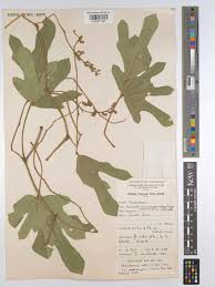 Image result for Neorautanenia mitis