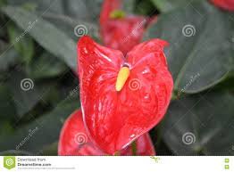 Anthurium Flores Rojas Con El Pistilo Amarillo Imagen De Archivo Imagen De Travieso Belleza 78431827