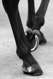 Pin On Horses Kings Crossing