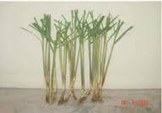 Citronella oil yang dihasilkan oleh tanaman serai wangi ini memiliki khasiat sebagai bahan pengusir nyamuk dan juga serangga. Tuam Herba Kesihatan Kecerian Kebahagiaan