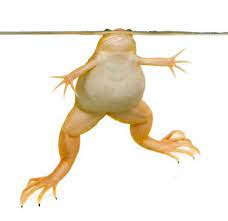Pollywogs World Of Frogs African Clawed Frog Frog Frog Tank