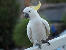 Parrot pictures of parrots around the world. 1000 Cockatoo Pictures Download Free Images On Unsplash