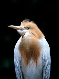 Birds In My Area Now A Water Bird Nature Birds Colorful Birds Beautiful Birds