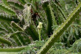 The saguaro cactus has a very strong framework consisting of three different structural features. Acanthocereus Tetragonus Wikipedia