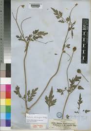 Image result for Bidens schimperi