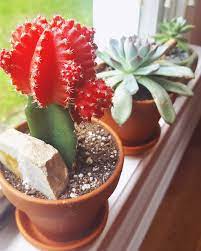 Cactus care | cactus types. My Moon Cactus Has A Lot Of Growth On The Top Half Which Is Making It Pretty Top Heavy Can These Be Removed Without Killing The Rest Of It Cactus