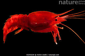 Image result for Pentadiplandraceae