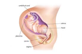 Pin On A New Pregnancy For Holly 3
