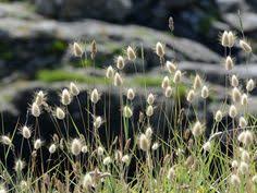 A Curryfu Olasz Szalmagyopar Helichrysum Italicum Gondozasa Gyogynovenyek Pinterest