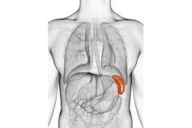 How To Improve Spleen Function Ehow Health Tech Lymphatic System Health And Wellness