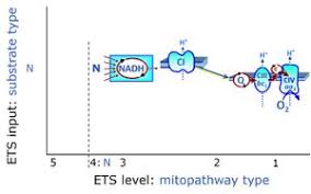 Explore tweets of france l. Nadh Electron Transfer Pathway State Bioblast
