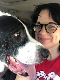 Had the pleasure of walking with Samson today, what a sweetheart! This  senior is a true gentleman and a rollie pollie(check the video)! Hope he  finds his forever home soon! ❤️