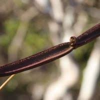 Image result for Cissus cucumerifolia