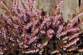 Winter flowering plants for year round interest. Heather Plants Vs Winter Heaths And How To Grow Them