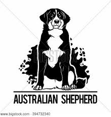 Check spelling or type a new query. Australian Shepherd Vector Photo Free Trial Bigstock