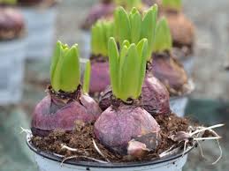 Le bulbose a fioritura autunnale sono quei bulbi che sbocciano in autunno e inverno e che vengono pertanto piantati in estate: Quali Bulbi Piantare In Autunno One Giardinaggio