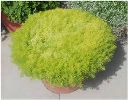 Sedum mexicanum 'Lemon Coral™' Stonecrop from Kansas Roots