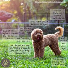 Goldendoodle Growth Curve Timberidge Goldendoodles