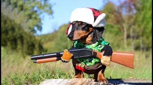 Oakley The Dachshund Goes Duck Hunting Cute Dog Hunting Costume Youtube