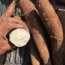 Kunjungi diskusi dan informasi manfaat ubi kayu. Buy In Stock Fast Out Freshbite Farm Ubi Kayu 2kg Seetracker Malaysia