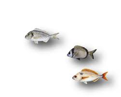 Image result for Cyclocotyla