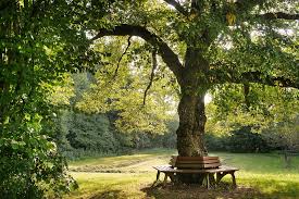 As he says himself, he feels more craftsman than designer. Baum Bank Natur Kostenloses Foto Auf Pixabay