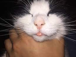 Swollen Bottom Lip Please Advise If You Can Thecatsite