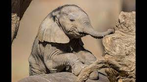 Just Spreading The Baby Rhino Zebra Giraffe Elephant Love Youtube