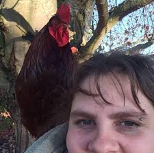 Anyone missing a red chicken it's wandering