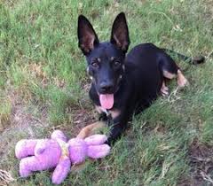 Doberman puppies for adoption from your local new jersey animal shelter usually cost less than getting one from a specialized doberman dog breeder. View Ad Doberman Pinscher German Shepherd Dog Mix Dog For Adoption Near New Jersey Boonton Usa Adn 990898
