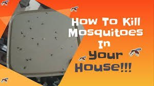 You may have to replace these every couple of days, yet you can use the old water to mop floors as added mosquito prevention. How To Kill Mosquito In Your House Homemade Youtube
